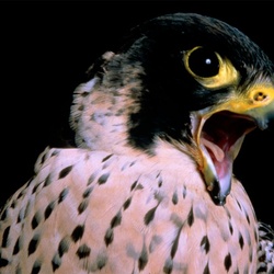 Falcon